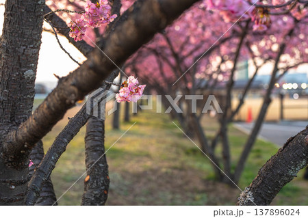 倉敷川に春を告げる、鮮やかな桜の息吹 137896024