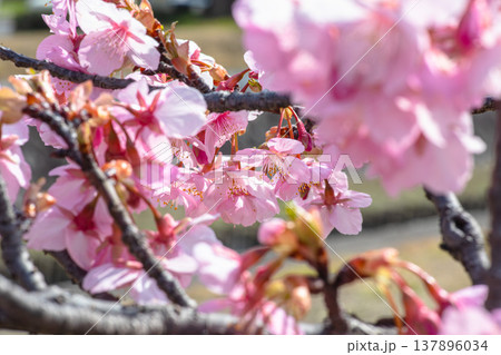 春を待つ人の心を灯す、桜の並木道 137896034