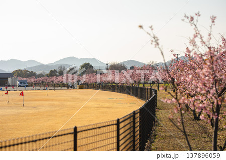曲線が描く、河津桜の甘い春色 曲線が描く、河津桜の甘い春色 137896059