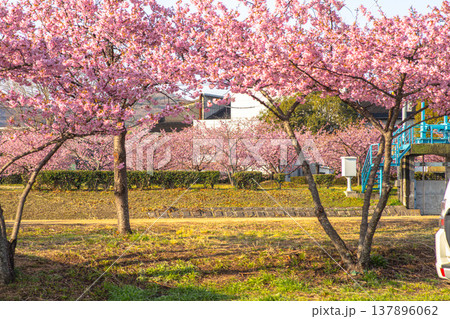 河津桜の奥の河津桜 137896062
