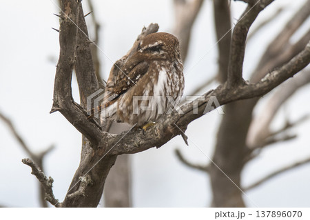 Ferruginous Pygmy owl, Glaucidium brasilianum, Calden forest, La Pampa Province, Patagonia, Argentina. Ferruginous Pygmy owl, Glaucidium brasilianum, Calden forest, La Pampa Province, Patagonia, Argentina. 137896070
