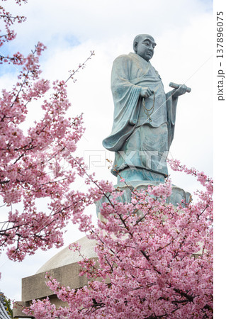 福を授かる春、妙林寺の満開の河津桜 137896075