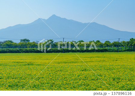 北海道斜里岳を望むキガラシの花畑 黄色に染まる広大な草原風景 137896116