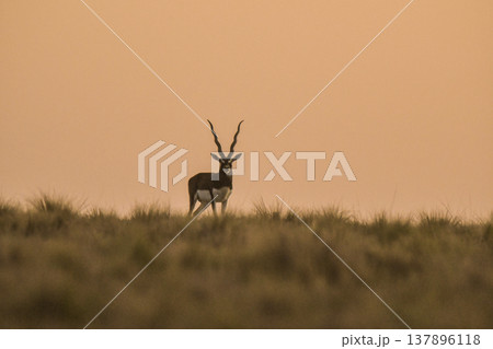 Male Blackbuck Antelope in Pampas plain environment, La Pampa province, Argentina 137896118