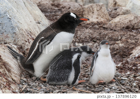 Gentoo Penguin on the beach,feeding his chick, Port Lockroy , Goudier Island, Antartica Gentoo Penguin on the beach,feeding his chick, Port Lockroy , Goudier Island, Antartica 137896120
