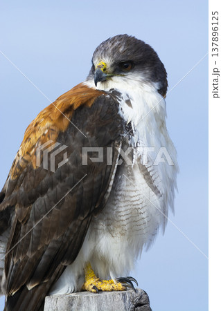 Female Variable Hawk, Geranoaetus polyosoma , Rio Negro Province, Patagonia, Argentina. Female Variable Hawk, Geranoaetus polyosoma , Rio Negro Province, Patagonia, Argentina. 137896125