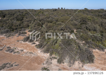 Pampas forest, Calden tree, Prosopis Caldenia, endemic species in La Pampa, Patagonia, Argentina Pampas forest, Calden tree, Prosopis Caldenia, endemic species in La Pampa, Patagonia, Argentina 137896126