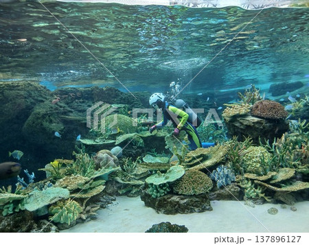 水族館の大水槽に広がるサンゴ礁と海中展示の風景 137896127