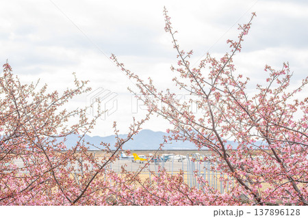 旅の記憶に刻む、飛行場を彩る桜のトンネル 旅の記憶に刻む、飛行場を彩る桜のトンネル 137896128
