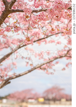 桜の下で翼を休める、岡南飛行場のひととき 桜の下で翼を休める、岡南飛行場のひととき 137896132