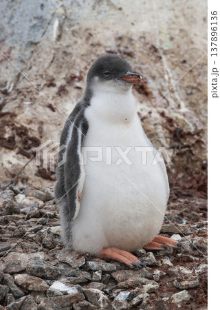 Gentoo Penguin on the beach,feeding his chick, Port Lockroy , Goudier Island, Antartica Gentoo Penguin on the beach,feeding his chick, Port Lockroy , Goudier Island, Antartica 137896136