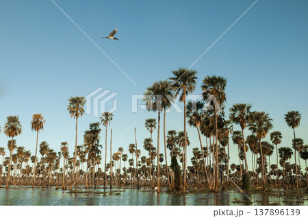 Palms landscape in La Estrella Marsh, Formosa province, Argentina. Palms landscape in La Estrella Marsh, Formosa province, Argentina. 137896139