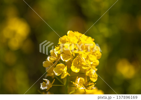 1輪の黄色、田尻町菜の花畑 137896169