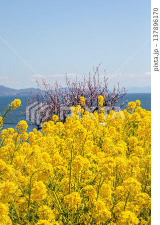 春爛漫、田尻の丘一面に咲き誇る花々 137896170
