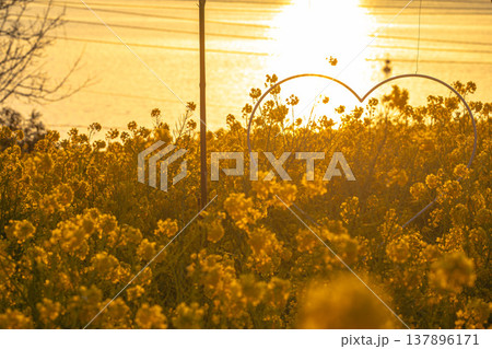 沈みゆく太陽と、菜の花のノスタルジー 137896171