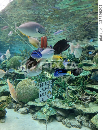 水族館の大水槽に泳ぐ熱帯魚とサンゴ礁|海中展示の生態風景 水族館の大水槽に泳ぐ熱帯魚とサンゴ礁|海中展示の生態風景 137896201