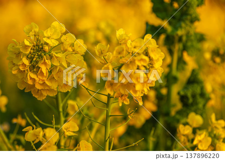 光り輝く菜の花、夕日が綴る春の終幕 137896220