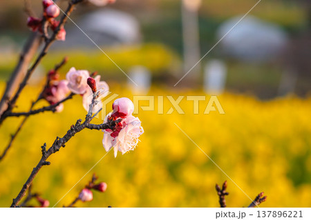穏やかな瀬戸の海、夕日に映える菜の花 137896221
