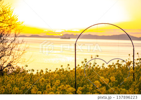 一日の終わりに、菜の花と仰ぐ夕焼け空 137896223