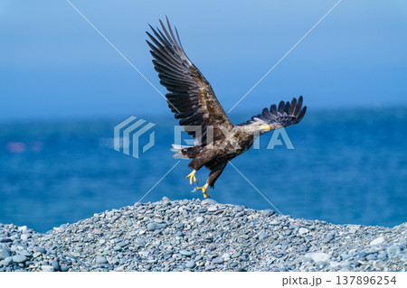 北海道野付半島の海岸に立つオジロワシ 雄大な野生動物の姿 137896254