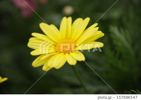 マーガレット マーガレット 137896547