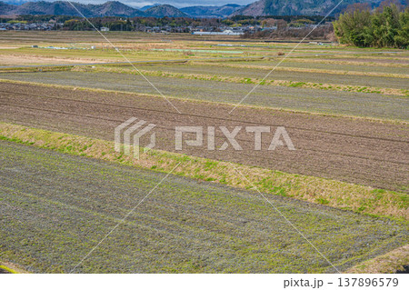 近江中庄駅ホームから見下ろす田園風景　滋賀県長浜市マキノ町 137896579