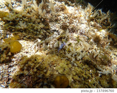 水中にポツンとウミウシが行く 137896760