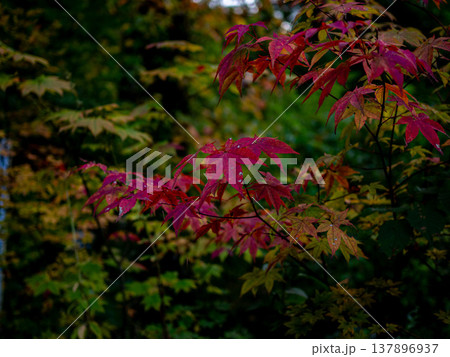 紅葉したもみじと深緑の森 紅葉したもみじと深緑の森 137896937