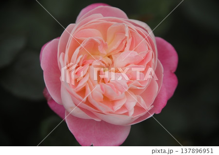 薔薇 薔薇 137896951