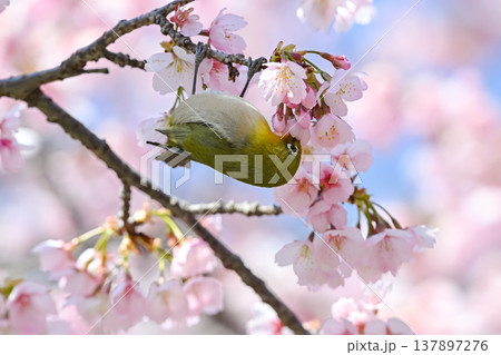 桜とメジロ 桜とメジロ 137897276