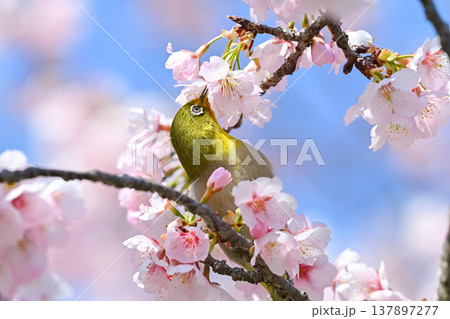桜とメジロ 桜とメジロ 137897277