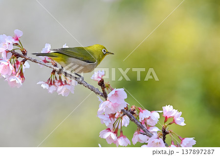 桜とメジロ 137897287