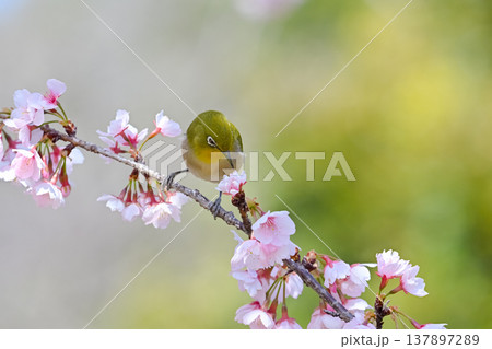 桜とメジロ 桜とメジロ 137897289