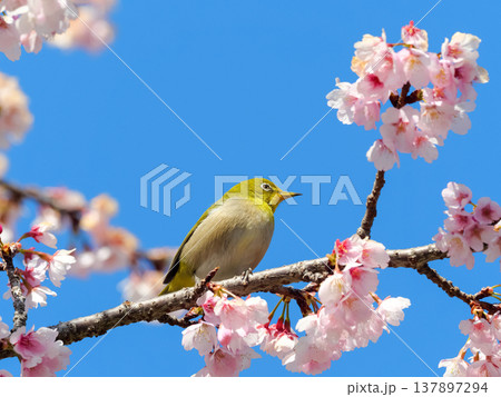 桜とメジロ 桜とメジロ 137897294