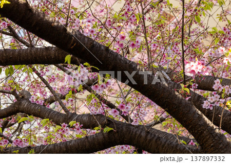 3月 蔵前神社 葉桜 3月 蔵前神社 葉桜 137897332