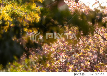 3月 蔵前神社 ミモザ 3月 蔵前神社 ミモザ 137897344