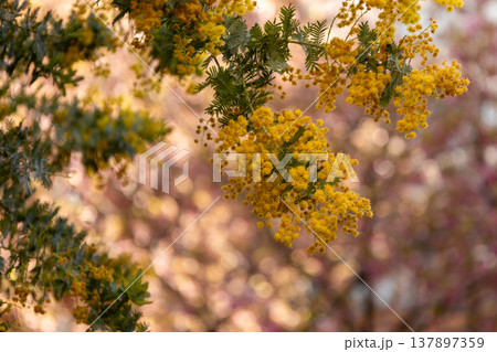 3月 蔵前神社 ミモザと葉桜 3月 蔵前神社 ミモザと葉桜 137897359