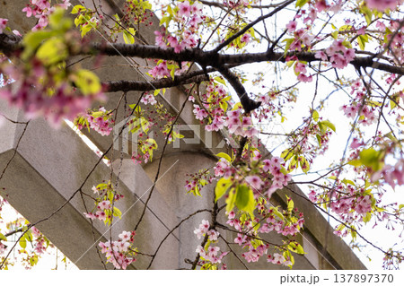 3月　蔵前神社　白い鳥居と葉桜 137897370