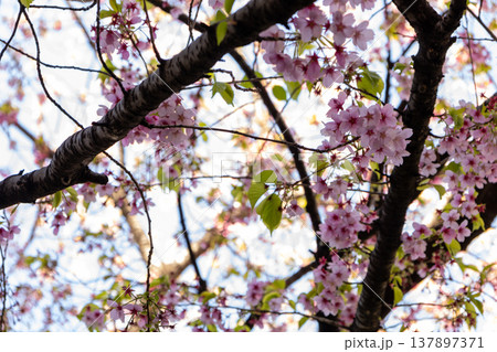 3月 蔵前神社 葉桜 3月 蔵前神社 葉桜 137897371