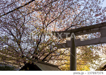 3月　蔵前神社　境内風景　白い鳥居と葉桜 137897374