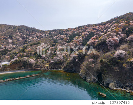 福井県若狭町、神子の山桜の全景。日本海と山桜が織りなす春の風物詩。常神半島、ドローン空撮。 137897456