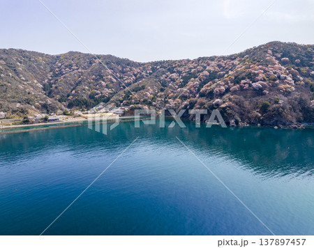 福井県若狭町、神子の山桜の全景。日本海と山桜が織りなす春の風物詩。常神半島、ドローン空撮。 137897457