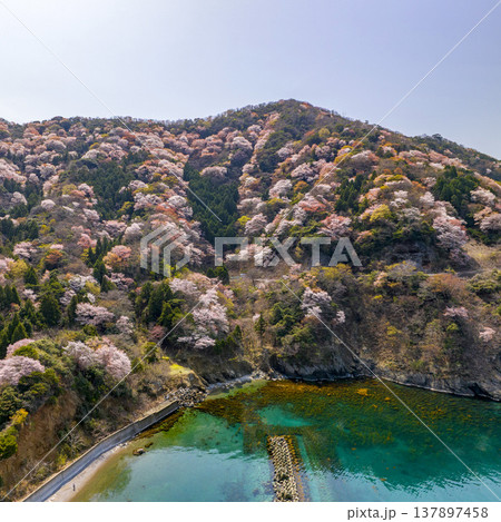 福井県若狭町、神子の山桜の全景。日本海と山桜が織りなす春の風物詩。常神半島、ドローン空撮。 137897458