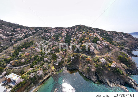 福井県若狭町、神子の山桜の全景。日本海と山桜が織りなす春の風物詩。常神半島、ドローン空撮。 137897461