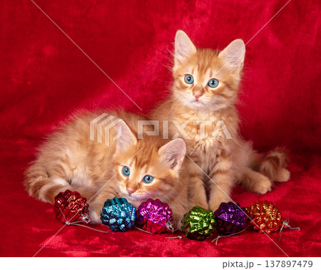 Two kittens lying on a red background with a Christmas decoration 137897479