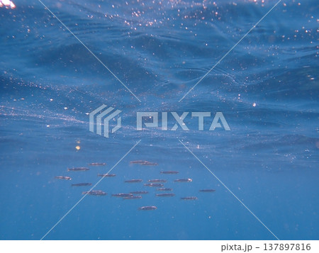 海中、小魚の小さな群れ 海中、小魚の小さな群れ 137897816