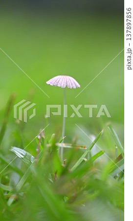 緑の芝生にひっそりとたたずむ小さなキノコ 緑の芝生にひっそりとたたずむ小さなキノコ 137897856