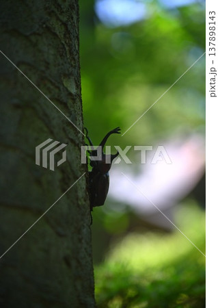 夏の雑木林で見つけたカブトム 137898143