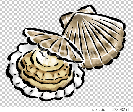 Scallop - Hand-drawn illustration with a brushstroke touch 137898251