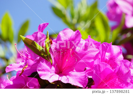 オオムラサキ　ツツジ 137898281